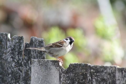 春天，自然，自然，生活的大自然，村庄