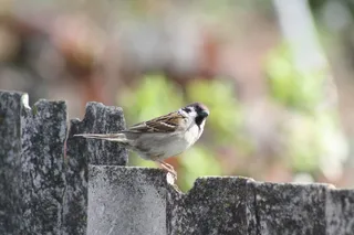 春天，自然，自然，生活的大自然，村庄
