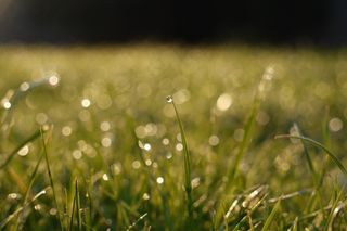 草，水滴，水滴，下降，蔬菜，植物
