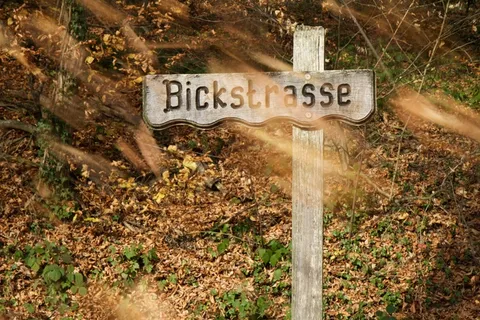 景观，森林，森林路径，路径名称，秋天