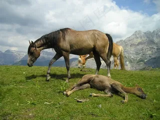 马，驹，群，家庭，牧场，棕色，母马