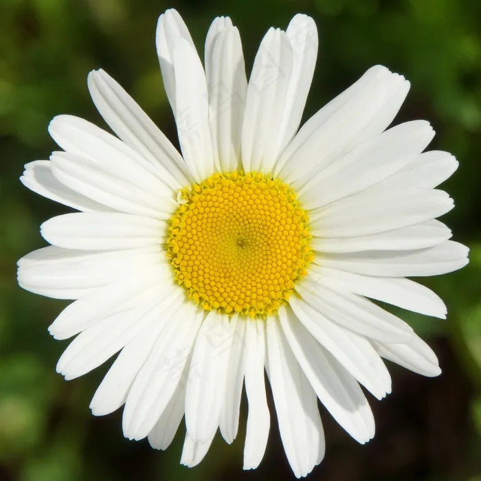 雏菊，菊苣，白色野花