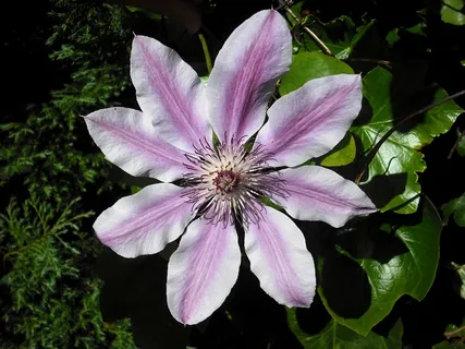 铁线莲,花,妮莉·摩瑟,盛开,特写,开花 铁线莲,花,妮莉·摩瑟,盛开,特写,开花