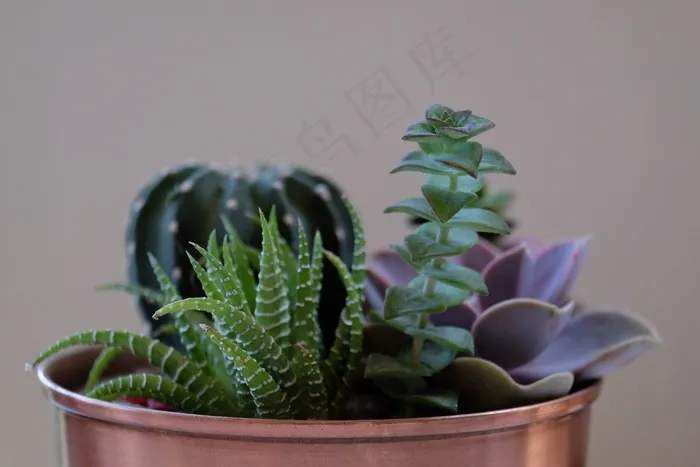 盆栽，植物，多肉植物，园艺，铜，锅