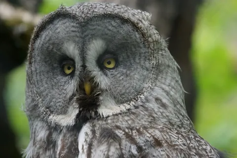 猫头鹰，方式，夜间活动