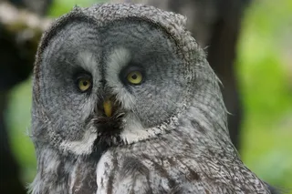 猫头鹰，方式，夜间活动