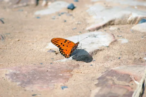 蝴蝶,道路,石头,巴拉圭,南美洲 蝴蝶,道路,石头,巴拉圭,南美洲