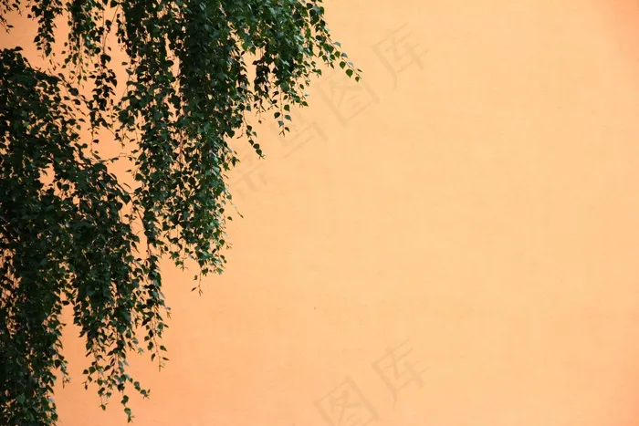 桦木，树，橙色，叶子，秋