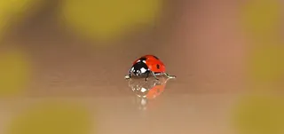 瓢虫，小型，甲虫，点数，幸运符，微小，红色