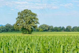 树，单独，自然，绿色，草地，天空