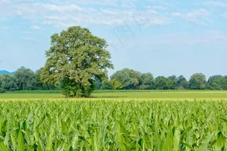 树，单独，自然，绿色，草地，天空