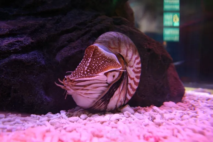 鹦鹉螺，水族馆，海洋