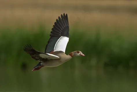 鹅,Nilgans,野鹅,鸟,动物,自然,翼 鹅,Nilgans,野鹅,鸟,动物,自然,翼