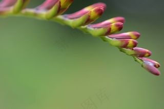 花，自然，春天，自然，夏天，植物，花的