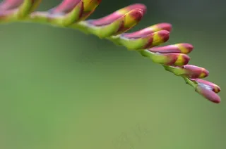 花，自然，春天，自然，夏天，植物，花的
