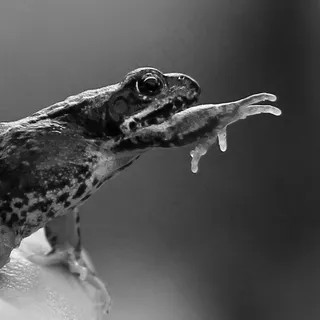 青蛙,自然,爪子 青蛙,自然,爪子