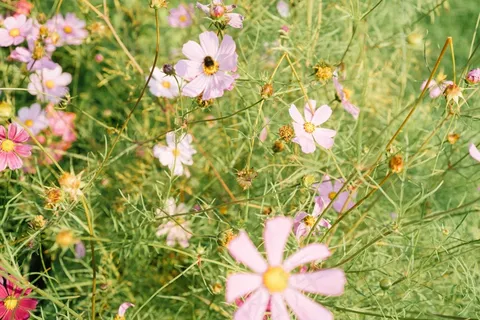 花卉,大波斯菊,波斯菊,白波斯菊,格桑花,花园里的夏花