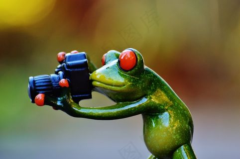 摄影师，青蛙，搞笑，相机，乐趣，动物