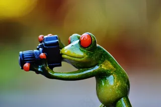 摄影师，青蛙，搞笑，相机，乐趣，动物