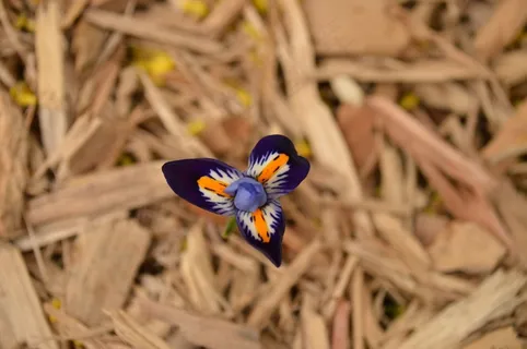 花，异国情调，蓝色