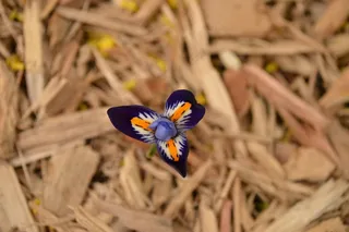 花，异国情调，蓝色