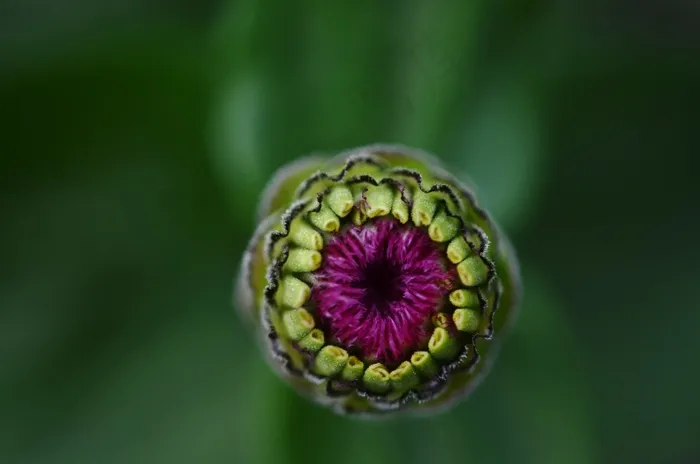 太阳帽，芽，花，植物，篮花温室