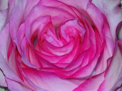 玫瑰，粉红色，洋红色，开花，叶子，花瓣