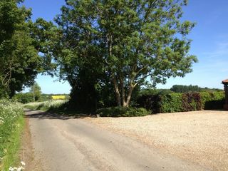 树木，自然，农村，季节，天空，绿色，植物群