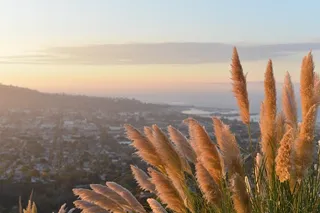 芦花,芦苇,蒲苇,托叶草,尾巴草,草与城市背景