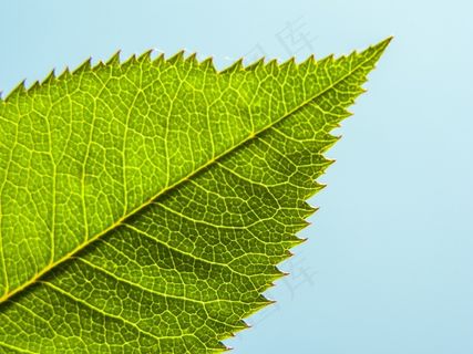 叶子，阳光，植物，春天