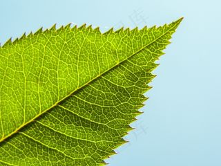 叶子，阳光，植物，春天