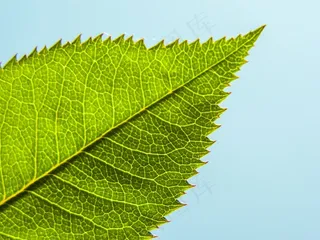 叶子，阳光，植物，春天