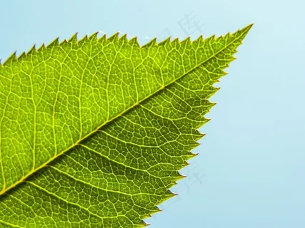 叶子,阳光,植物,春天 叶子,阳光,植物,春天