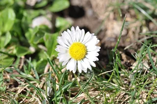 鹅花，雏菊，白，花，植物，开花