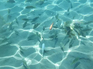 水下，鱼，自然，水，热带鱼，动物