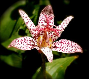 Tricyrtis赫塔，花，植物区系，植物，花园