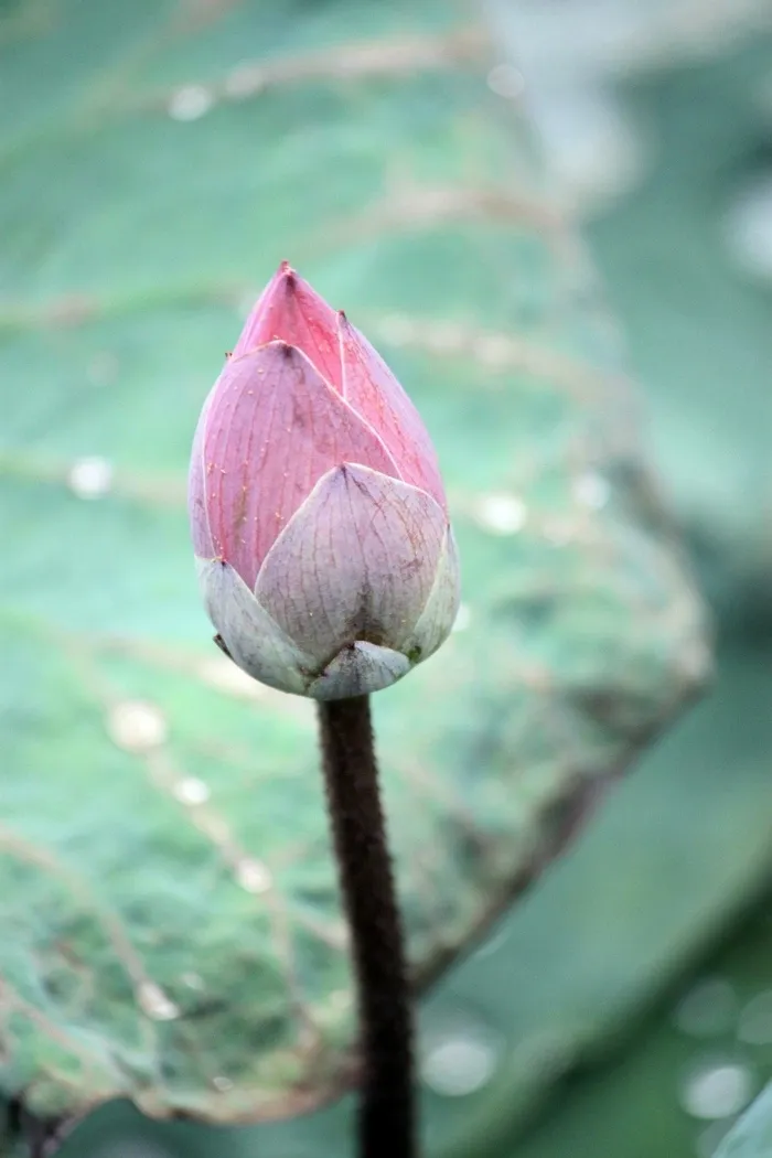 莲花，芽，粉红色，花的，开花，鲜花，关闭