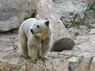 棕熊，岩石，动物园，叙利亚，哺乳动物，自然