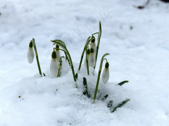 雪花莲，花，开花，厂，性质，花园