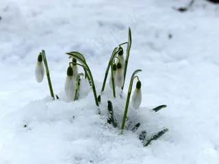 雪花莲，花，开花，厂，性质，花园