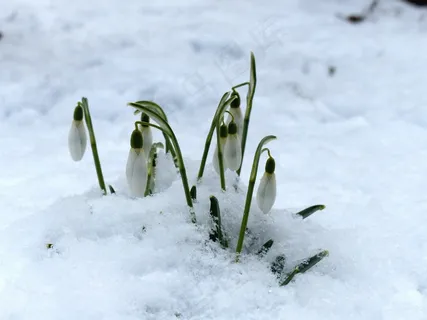 雪花莲,花,开花,厂,性质,花园 雪花莲,花,开花,厂,性质,花园
