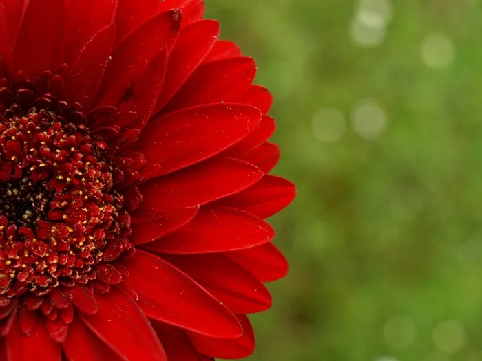 非洲菊，红色，花，花瓣，开花，盛开，关闭