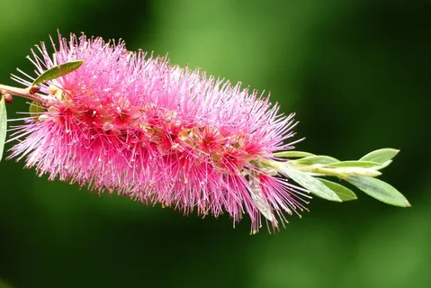自然，五月初夏，日本Callistemon