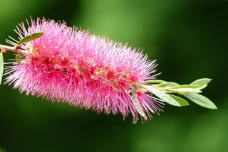 自然，五月初夏，日本Callistemon