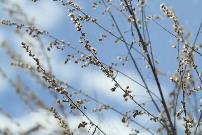 干草，植物，天空，蓝色，云