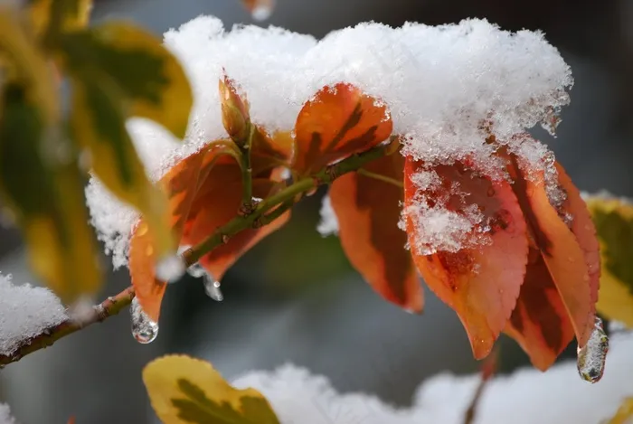 冬天，雪，下雪，叶子