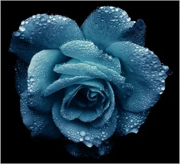 玫瑰,黄金,浪漫,开花,高贵 玫瑰,黄金,浪漫,开花,高贵
