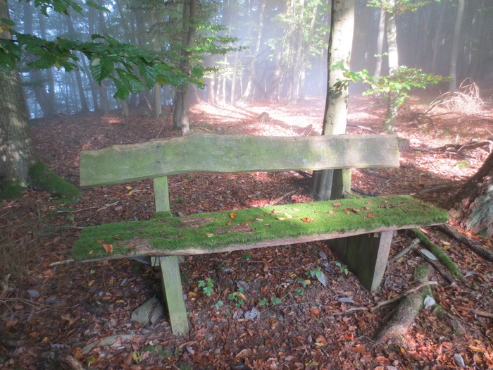 大自然，森林，秋季，景观，秋天的树林