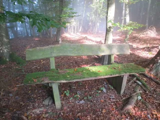 大自然，森林，秋季，景观，秋天的树林