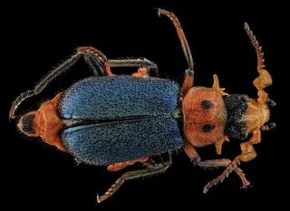 两个斑点的甲虫，昆虫，宏，特写，自然